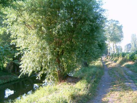 Achterstraat bij Middelkoop